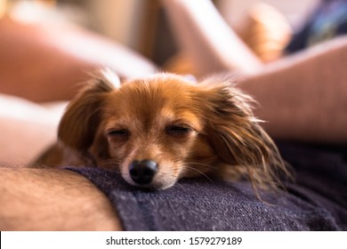Beautiful Russian Toy Terrier Dog resting on a boy's leg 1 - Shutterstock ID 1579279189