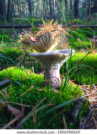 Similar – Tannenzäpfle Mushroom