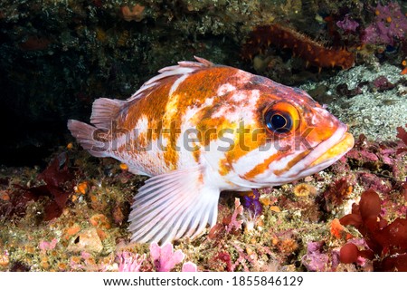 A beautiful, rust colored rockfish, called a copper rockfish, rests on the bottom of a reef while looking into my camera. Shot in California's Channel Islands