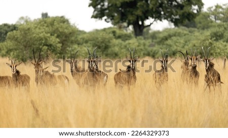 Beautiful Sable antelope in the Okavango Delta, Botswana