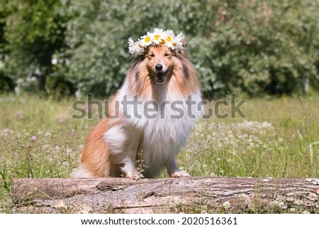 Beautiful sable white shetland sheepdog, small collie lassie dog outside portrait with poppy and chamomile midsummer circlet of flowers. Happy midsummer celebration postcard with smiling sheltie 