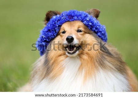 Beautiful sable white shetland sheepdog, small collie lassie dog outside portrait with blue cornflower  midsummer circlet of flowers. Happy midsummer celebration postcard with smiling sheltie 