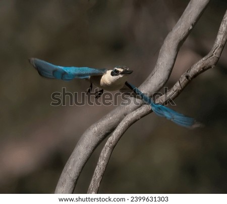 A beautiful Sacred Kingfisher captured as it takes flight