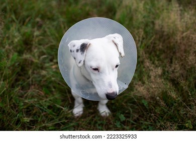 Beautiful Sad Dog Jack Russell Terrier Sitting Outdoors Sick With A Veterinary Elizabethan Collar