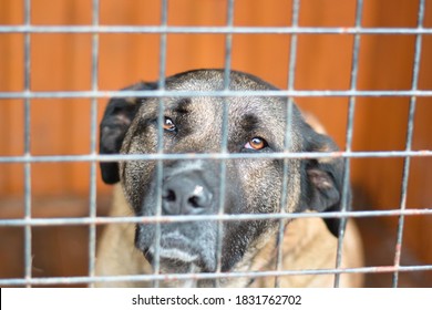 Beautiful Sad Great Growth Mix Breed Dog Sadly Looking Through Cage Sad Eyes