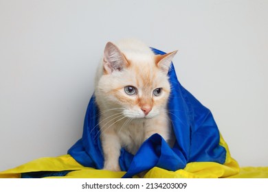 Beautiful sad mixed breed cat covers Ukrainian blue and yellow flags need support. Social advertising. Pets refugees help concept.