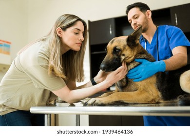 Beautiful Sad Woman Saying Goodbye To Her Old German Shepherd. Professional Male Veterinarian Preparing And Ready To Put Down A Sick Dog