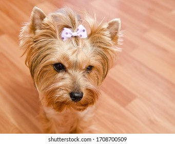 Beautiful Sad Yorkshire Terrier With Bow Closeup