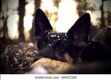 Beautiful Sad Young Black German Shepherd Dog Or Puppy Is Head On A Tree Trunk In A Forest At Sunset With Cherry Blossom Spring Background