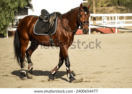 Beautiful saddled stallion horse with lead line.
