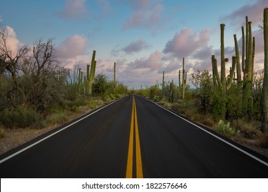Beautiful Saguaro cactus along Kinney Road at sunset in Arizona