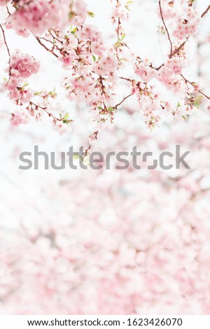 Beautiful sakura blossom soft background blurred free space