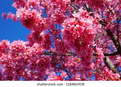 Beautiful Sakura Cherry Blossom Wallpaper Blue Stock Photo Edit Now