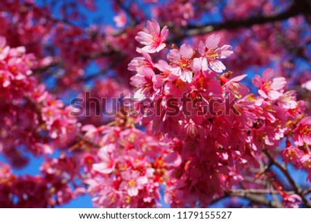 Beautiful Sakura Cherry Blossom Wallpaper Blue Stock Photo Edit Now