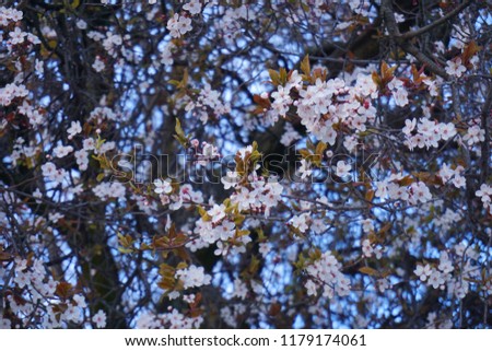 Best of Sakura Cherry Blossom Wallpaper