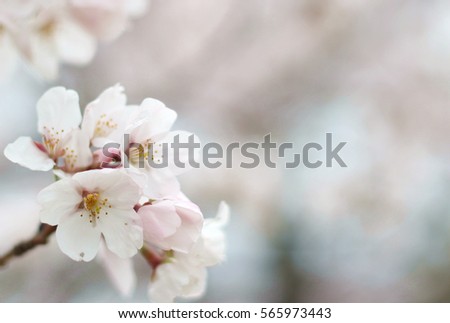 Beautiful Sakura Cherry Blossom Wallpaper Soft Stock Photo Edit Now