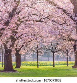 Ornamental Garden Majestically Blossoming Large Cherry Stock Photo ...