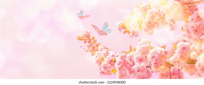 Beautiful sakura flower blooming tree, butterflies on sunlight sky background. Greeting card template. Shallow depth. Soft pastel pink toned. Spring nature. Springtime cherry blossom panorama banner - Shutterstock ID 2124938300