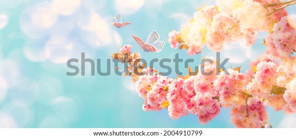 Beautiful sakura flower blooming tree, butterflies on sunlight sky background. Shallow depth. Soft pastel vintage pink toned. Spring nature. Springtime cherry blossom panorama. Copy space banner