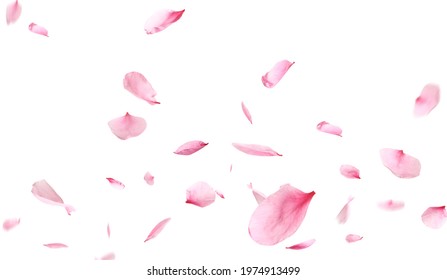 Beautiful sakura flower petals flying on white background. Banner design - Shutterstock ID 1974913499