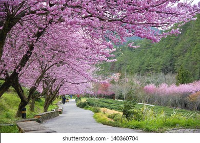 Beautiful Sakura Garden In Wuling Farm  Taiwan