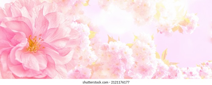 Beautiful sakura pink flower cherry blossom and sun panorama background. Greeting card template. Shallow depth. Soft pink toned. Spring nature. - Shutterstock ID 2121176177