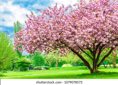 1,900,032 Flowering trees park Images, Stock Photos & Vectors ...