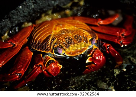 Beautiful Sally Lightfoot Crab, Galapagos Stock foto © 
