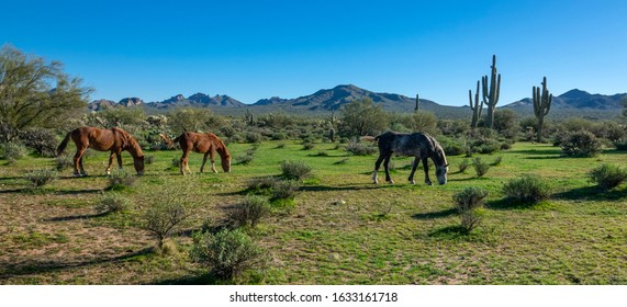 Beautiful Salt River Wild Horses