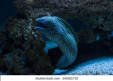 Beautiful Salt Water Aquarium Fish