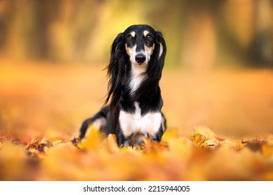 beautiful saluki dog lying down on fallen leaves outdoors in autumn - Powered by Shutterstock