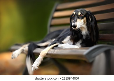 beautiful saluki dog lying down on a bench outdoors - Powered by Shutterstock