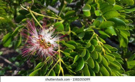 モンキーポッド の画像 写真素材 ベクター画像 Shutterstock