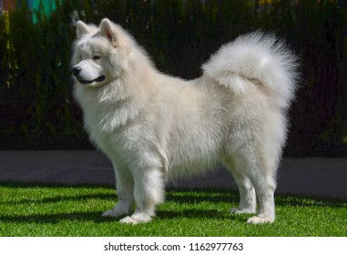 Groomed Pet Images Stock Photos Vectors Shutterstock