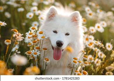 Beautiful Samoyed Laika in daisies. Funny Young Happy Smiling White Samoyed Dog Or Bjelkier, Playful Pet Outdoors.