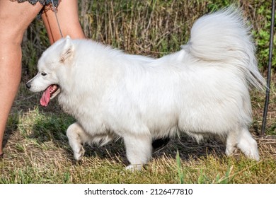 A Beautiful Samoyed Laika At A Dog Show.