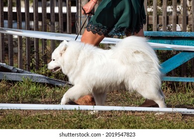 A Beautiful Samoyed Laika Running On The Grass In Summer.