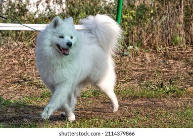 A Beautiful Samoyed Laika Running On The Grass In Summer.