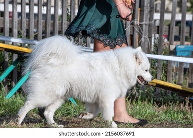 A Beautiful Samoyed Laika Running On The Grass In Summer.