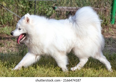 A Beautiful Samoyed Laika Running On The Grass In Summer.