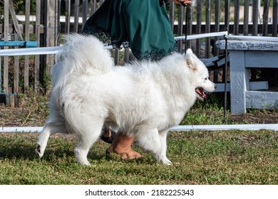 A Beautiful Samoyed Laika Running On The Grass In Summer.