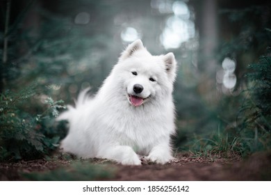 Beautiful samoyed polar dog portrait