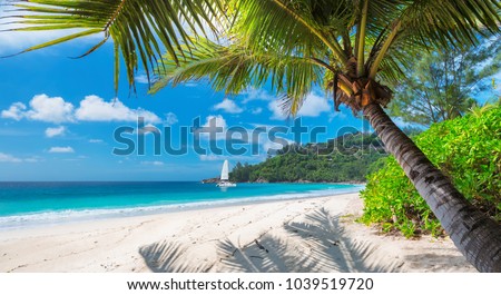 Beautiful sandy beach with palm and a sailing boat in the turquoise sea on Jamaica Paradise island.