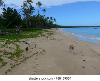 Beautiful Sandy Beach With Palm Trees At Uoleva Island, Lifuka District, Haapai, Kingdom Of Tonga