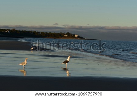 Similar – Foto Bild Möwe geht auf einer Buhne auf Borkum aufs Meer zu