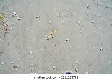 Beautiful Sanibel Island Beach In Fort Myers, Florida, USA