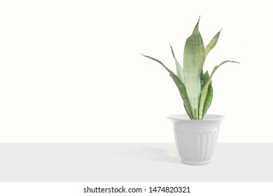 Beautiful sansevieria plant in pot on white table - Shutterstock ID 1474820321