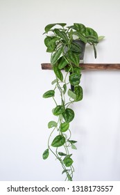 Beautiful Satin  Pothos Plant On Wooden Shelf For Home Decoration