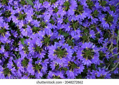 Beautiful Scaevola Flowers Purple Scaevola Aemula Stock Photo ...