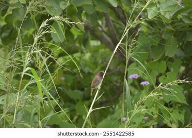 Beautiful Scaly breasted munia Bird - Powered by Shutterstock